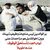 عامر