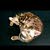 quality bengals