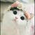 Selling Cats UAE