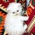 sweet cats cat
