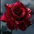 Mohammed Awad