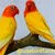 uaebird farm