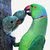 ابن الثقه