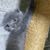 UAE Cats