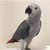 shj.pet.uae follow me