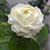 Burier Abdalwahhab