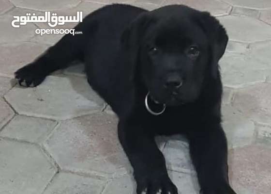 كلب Labrador Dog لابرادور للبيع 150164215 السوق المفتوح