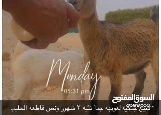 Ù„Ù„Ø¨ÙŠØ¹ Ø¬ÙØ±Ø© Ø¬ÙŠÙƒÙŠ Cattles Farwaniya Abdullah Al Mubarak West Jleeb 151088327 Opensooq