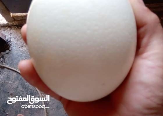 بيض نعام للبيع يرجى الاتصال للجادين فقط 149293781 السوق المفتوح
