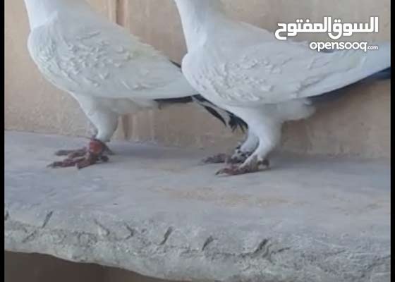 حمام الشامي : Pigeons : Muscat Seeb 189618189 : OpenSooq