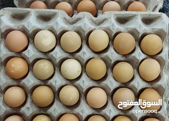 بيض دجاج الحبشي الغيني الكانجا الخيبر الفرعوني مخصب للبيع 148238931 Opensooq