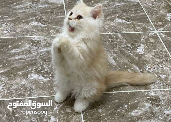 قطه عمرها 3 شهور ويا البكس حقها