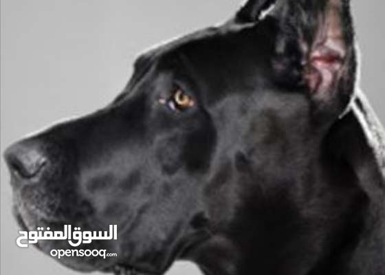لمحبي الكلاب الضخمة مستوى عالي جريت دان Great Dane 152528745 Opensooq