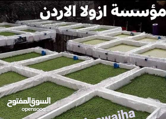 مؤسسة ازولا الأردن فيس بوك 149697519 السوق المفتوح