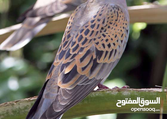 للبيع زوج قمري Poultries Al Sharqiya Ibra 158091043 Opensooq