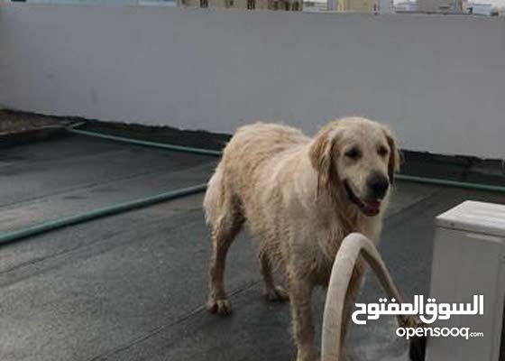 الى الآن مقيد هدوء كلب ضخم للبيع Speedygonecharlie Com