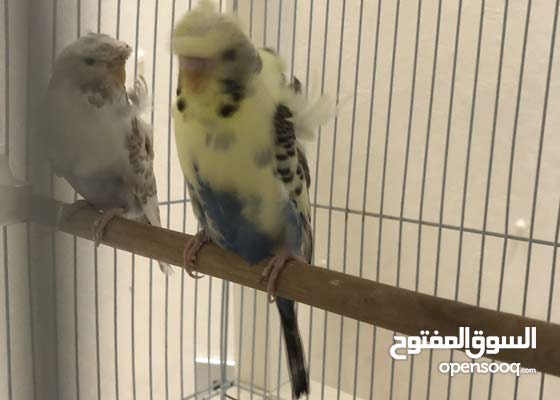 زوجين بادجي رسسف بايد الوان جميله وطيور نظيفة طيور منتجة مع القفص و البياضة