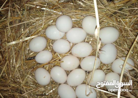 بيض دجاج بلدي للاكل وللفقاسات 15 قرش البيضه 148334189 السوق المفتوح