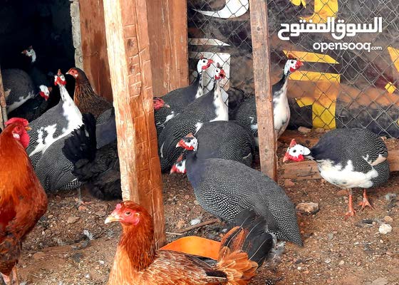 تحدث كن هادئا الشذوذ  دجاج فرعوني : حيوانات : عمان شارع الأردن 178563899 : السوق المفتوح