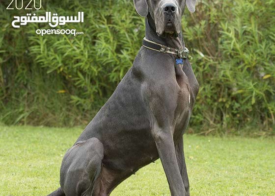 مطلوب كلب Great Dane للشراء