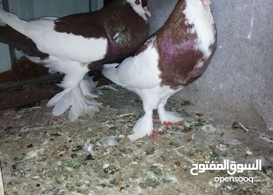 حمام زينه النفاخه زوج وثاني العرايس ثنينهن نثايه شرط التبزير وخشونه