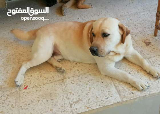 كلب لابرادور للبيع عمر سنه و نص مستورد 149323405 السوق المفتوح