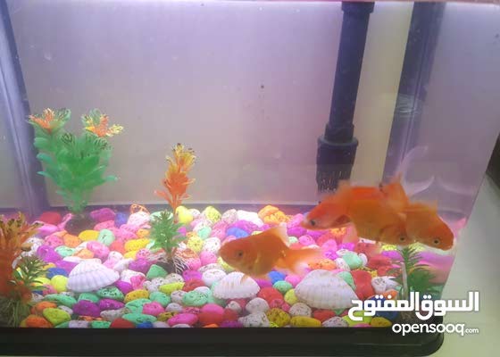 aquarium with 4 free gold fish
