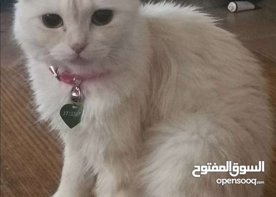 للبيع قطة هملايا عمر سننان