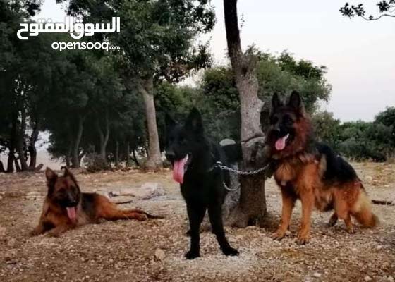 مميزات كلاب جيرمن شيبرد وكيفية الاعتناء بهم وتدريبهم