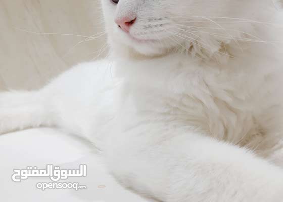 قطه بيضاء بيور شوف الوصف 153449015 السوق المفتوح