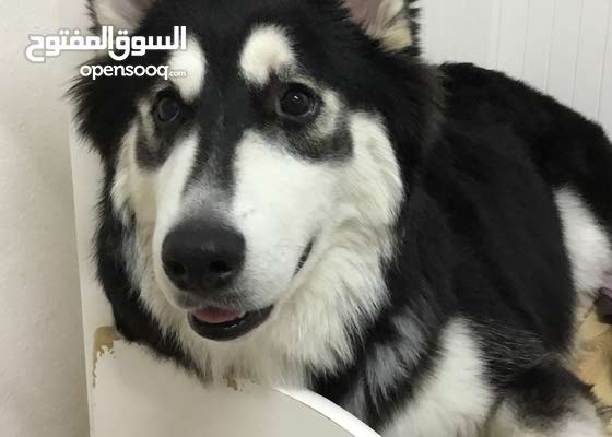 ابحث عن كلاب رالف والحيوانات الاليفة الرياض السليمانية 136449420 السوق المفتوح