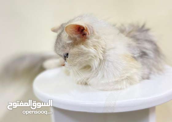 انثى شيرازيه للبيع : Cats and Pets Persian : Al Sharqiya Al Qabil 188827921  : OpenSooq
