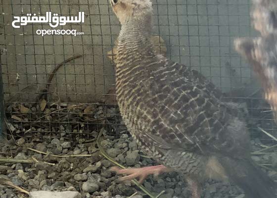 ØµÙØ±Ø¯ Ø¨ÙƒØ³ØªØ§Ù†ÙŠ Poultries Al Dakhiliya Izki 149932507 Opensooq