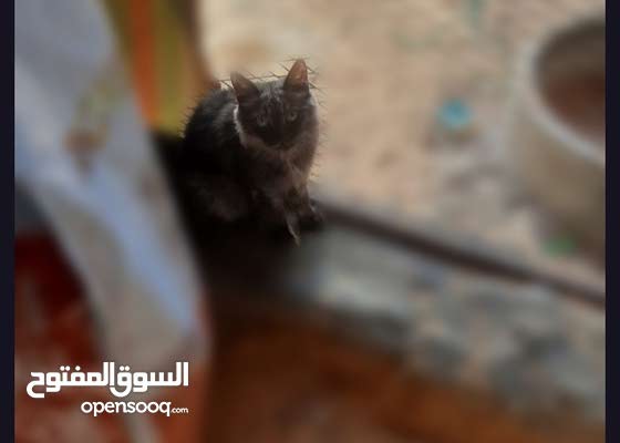 قطط فارسيه للبيع : قطط وحيوانات اليفة شيرازي : طرابلس سوق الجمعة 194258673  : السوق المفتوح