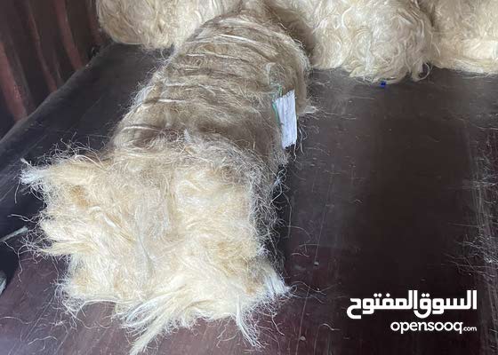 سيسل طبيعي تنزاني درجة اولي