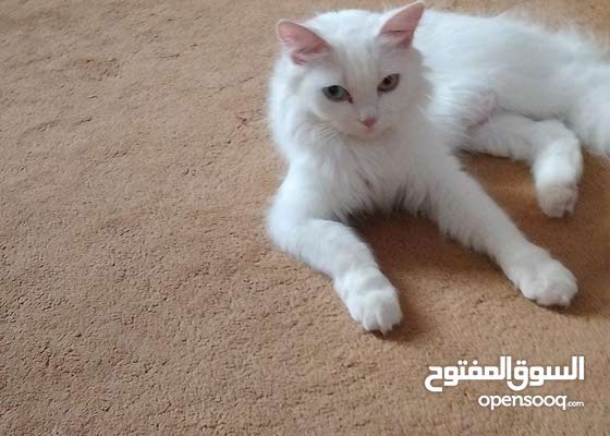 قطة شيرازية عمر سنة : Cats and Pets Persian : Al Dhahirah Ibri 183900747 :  OpenSooq