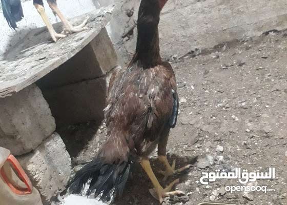 صور حر