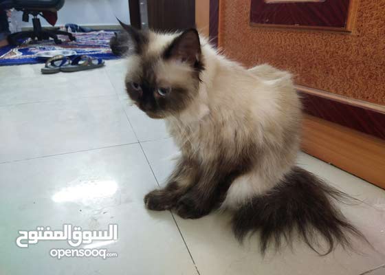 Himalayan Cat قطه من هيمالايا 155233803 السوق المفتوح