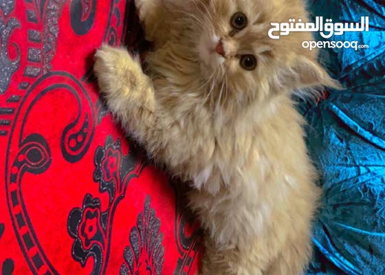 قط شيرازي للبيع : Cats and Pets Persian : Al Dakhiliya Sumail 172352111 :  OpenSooq