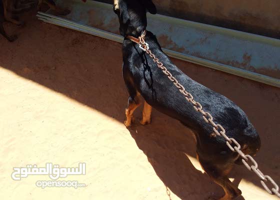 إحياء قطن أنا آسف صور كلاب دوبر مان مكنسه Savvyagenttampabay Com