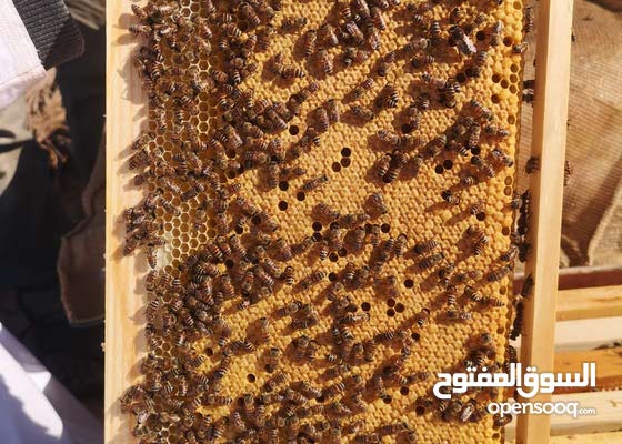 مجموعة النحله العجيبه Home Facebook