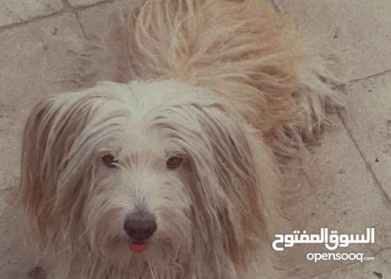 كلب زينه تيرير فحل / عمر : سنه ونص