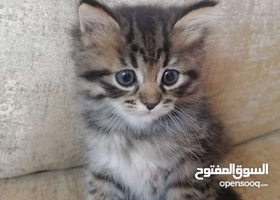 للبيع قطط شيرازي : Cats and Pets Persian : Al Batinah Barka 172670917 :  OpenSooq