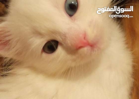 Chat Blanc Turquie Yeux Bleus Et Vers De Race Komani Opensooq Chat Blanc Turquie Yeux Bleus Et Vers De Race Komani Opensooq