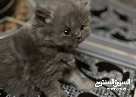 انثى برتش عمر 50 يوم Cats And Pets Scottish Basra Al Muwafaqiya Opensooq