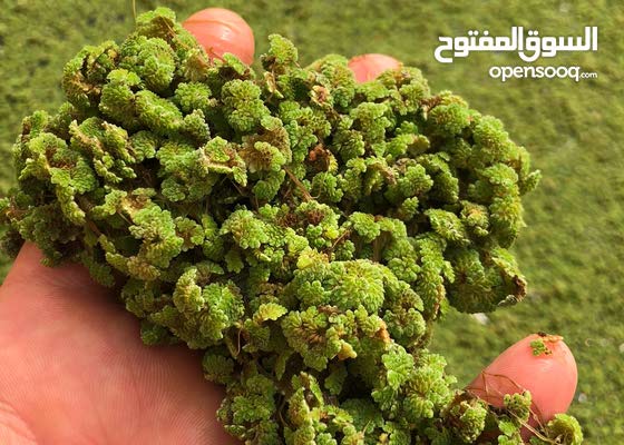 للبيع نبات أزولا 1 متر مربع 10 دينار واتس اب فقط رجاءا 150245715 السوق المفتوح