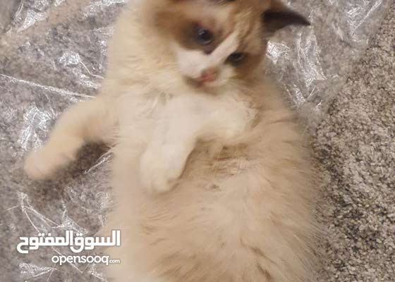 قط راغدول للبيع : قطط وحيوانات اليفة أخرى : مدينة الكويت جابر الأحمد  195799163 : السوق المفتوح