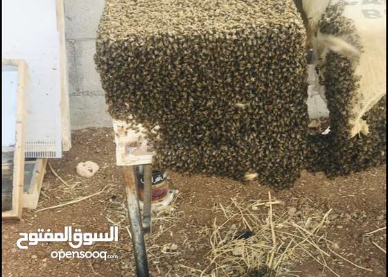 شعر كولونيل راحة البال خلايا نحل تجارية للبيع Harasdelagrezere Com