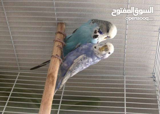 Adult Pair English Budgie - 12 BD Only