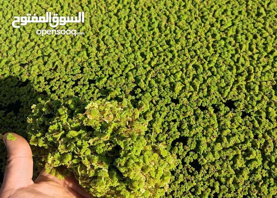 أزولا إسبانية طعام وغذاء السلط المغاريب 150930261 السوق المفتوح